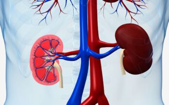 What Kidney Conditions Can a Kidney Function Test Detect